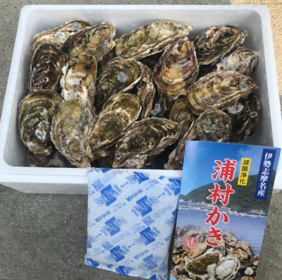 生牡蠣】【生食用】S～Mサイズ 三重県産 殻付き 浦村かき 20個～120個